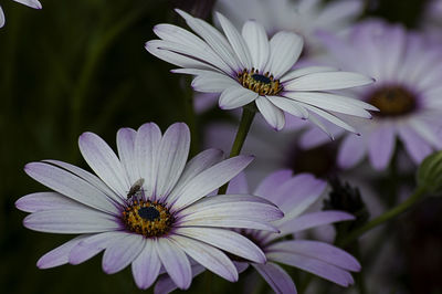 Close-up of insect on flower