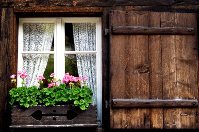 Close-up of flowers on window of house