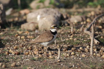 Close-up of bird perching on a land