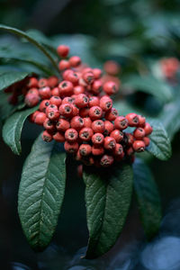 Close-up of red berries growing on tree