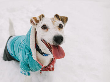 Dog jack russell in clothes with tongue hanging out on snowy landscape in winter