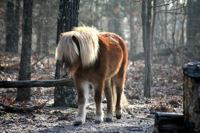 Horse standing in a field