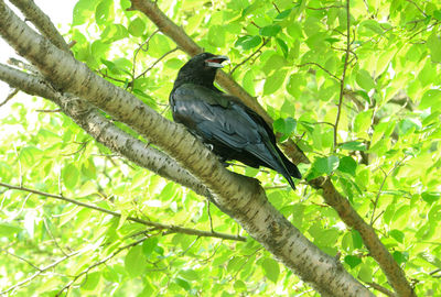 Bird perching on a tree