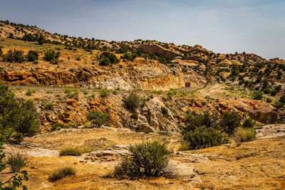 Plants growing on rock against sky