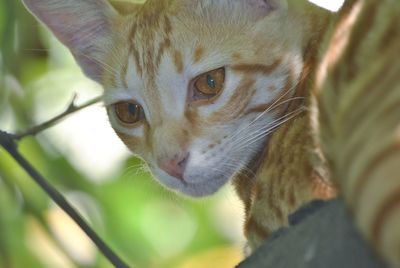 Close-up portrait of a cat