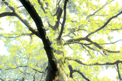 Low angle view of trees