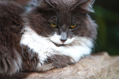 Close-up of cat