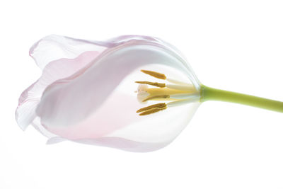 Close-up of drink on white background