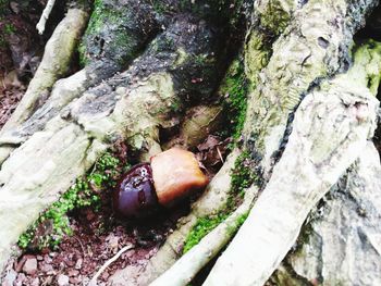 Close-up of shell on tree trunk