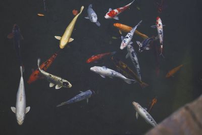 High angle view of koi carps swimming in water