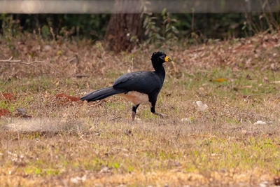 Side view of a bird walking on field