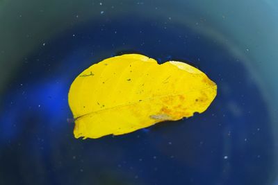 Close-up of yellow leaf floating on water