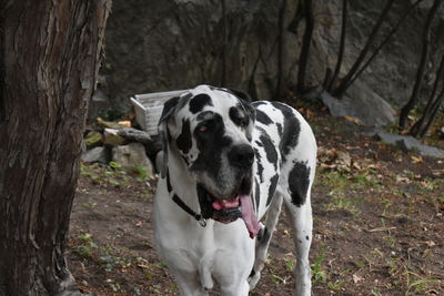 Portrait of a dog