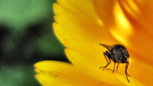 Close-up of insect on yellow flower