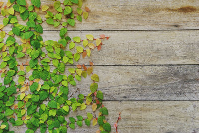 Directly above shot of ivy growing on wall