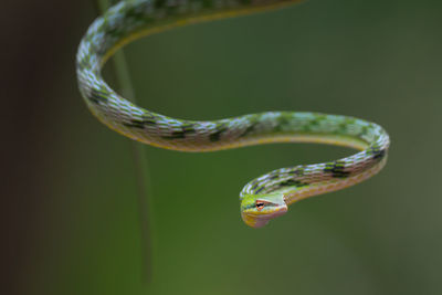 Close-up of lizard