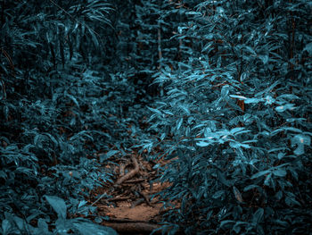 Full frame shot of pine trees in forest during winter