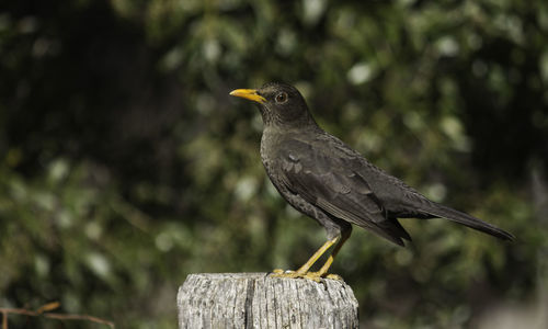 Close-up of blackbird perching on wooden post