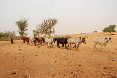 Cows walking in a row