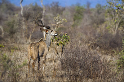 Kudu standing at national park