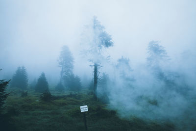 Trees in foggy weather