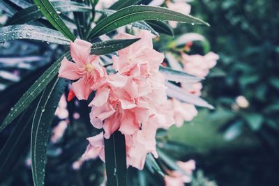 Close-up of pink flowering plant