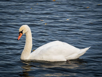 Swan swimming in lake