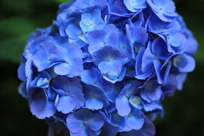 Close-up of blue hydrangea blooming outdoors