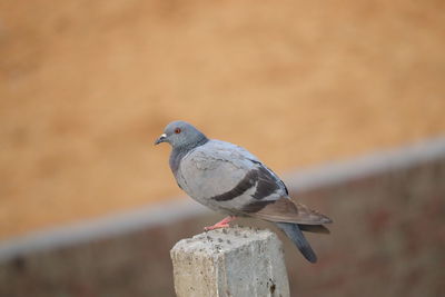 Close-up of bird perching