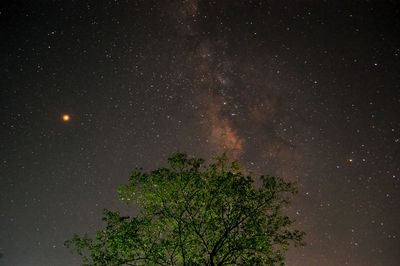 Low angle view of trees against sky at night