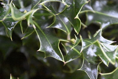 Close-up of plant