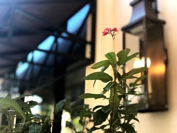 Close-up of plant growing in greenhouse