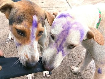 Close-up portrait of dogs