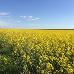 Scenic view of oilseed rape field against sky