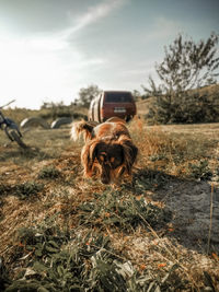 View of an animal on field