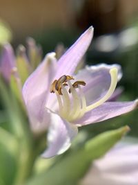 Close-up of purple flowering plant