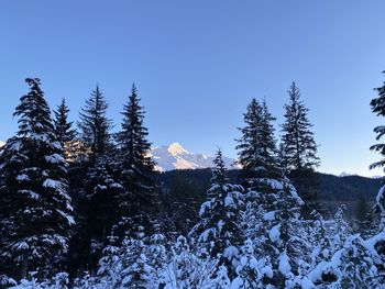 Pine trees on snowcapped mountain against sky