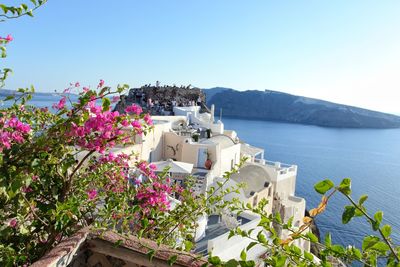 Flowering plants by sea against clear sky