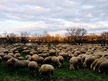 View of sheep on field against sky