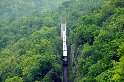 High angle view of bamboo amidst trees in forest