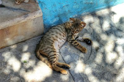 High angle view of cat sitting outdoors