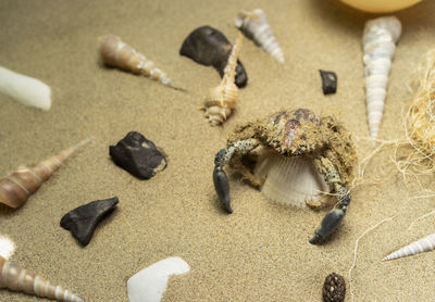 High angle view of stuffed toy on sand