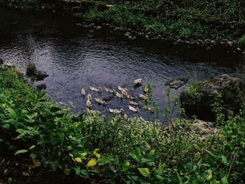 High angle view of bird floating on lake