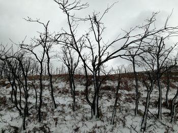 Bare trees on snow field against sky