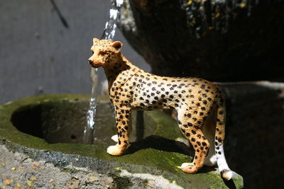 Giraffe in a water