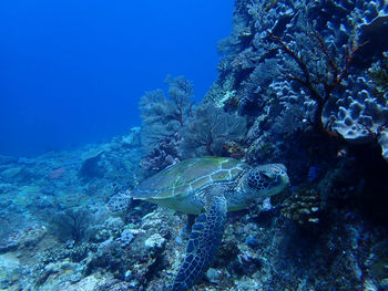 Fish swimming in sea