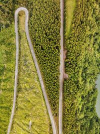 Plants growing on field