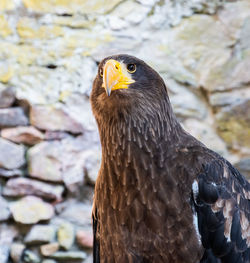 Close-up of eagle against blurred background