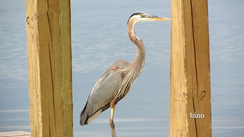 vertebrate, animals in the wild, bird, animal, animal wildlife, animal themes, water, one animal, wood - material, no people, lake, nature, focus on foreground, day, beach, outdoors, heron, perching, wooden post, animal neck