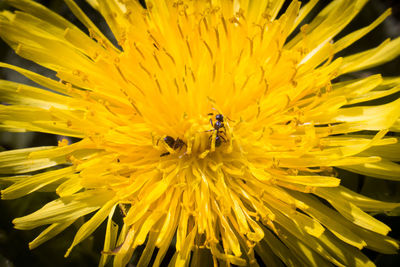 Close-up of bee pollinating on yellow flower